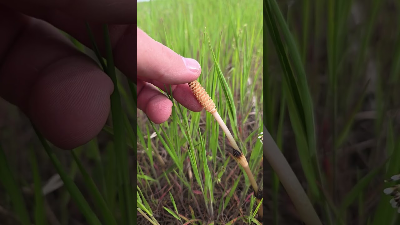 Equisetum arvense