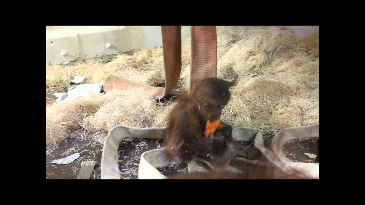 Kinali the baby male orangutan