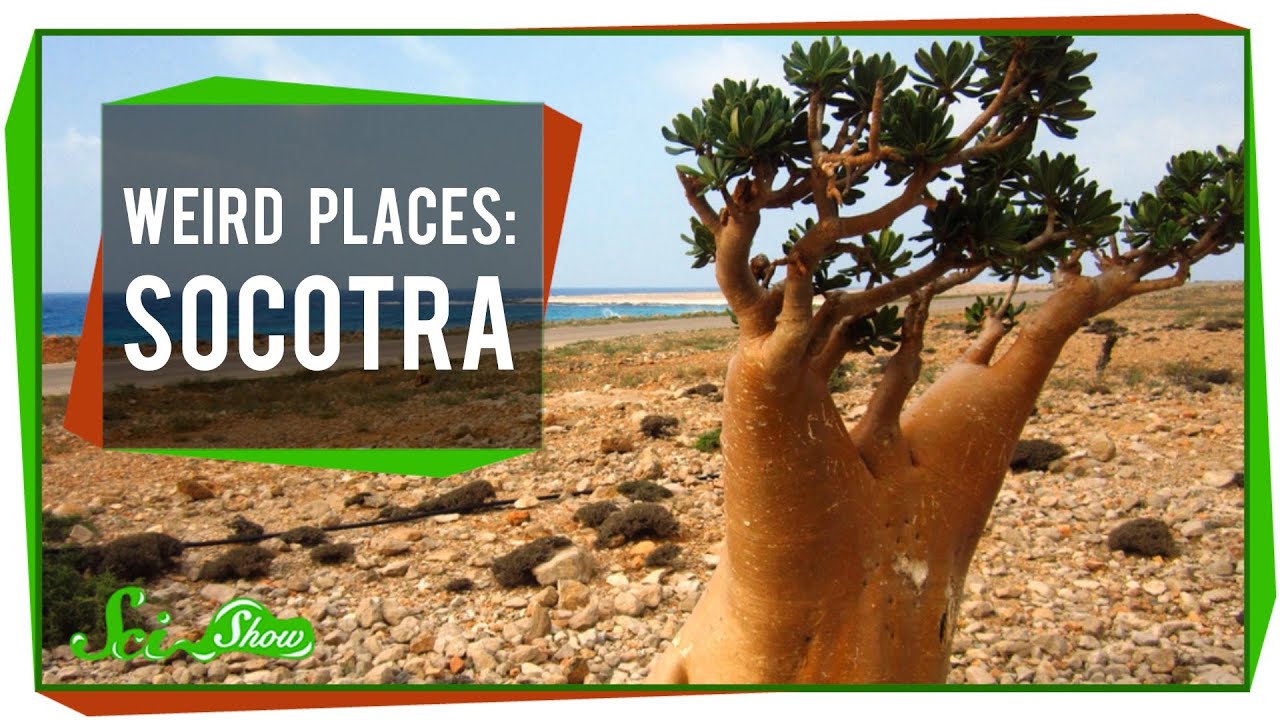 Weird Places: Socotra