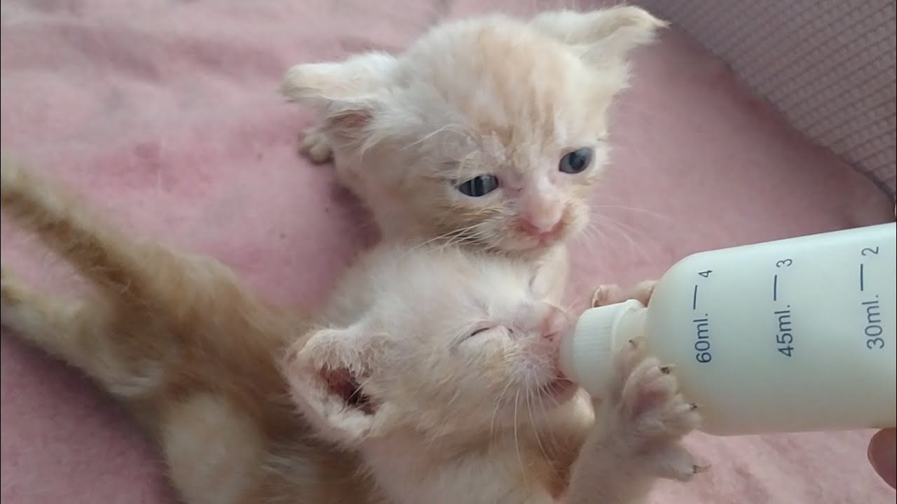 Rescue Dumped Kittens Took A Bath And Then Funny Fighting For Bottle Feeding