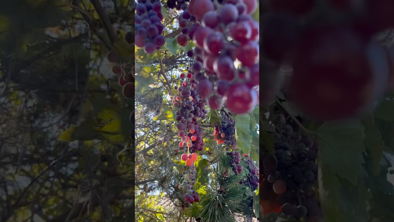 FRESH GRAPES! Farming in the backyard! 🍇