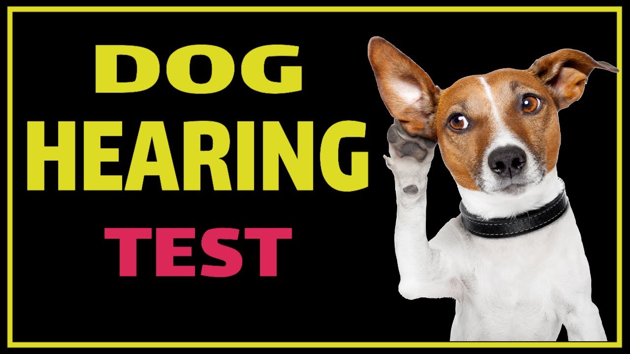 Dog Hearing Test | Test Your Dogs Ears