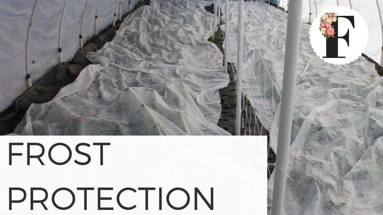 Frost Protection in Low Tunnels and Unheated Hoop House Greenhouse - Cut Flower Garden