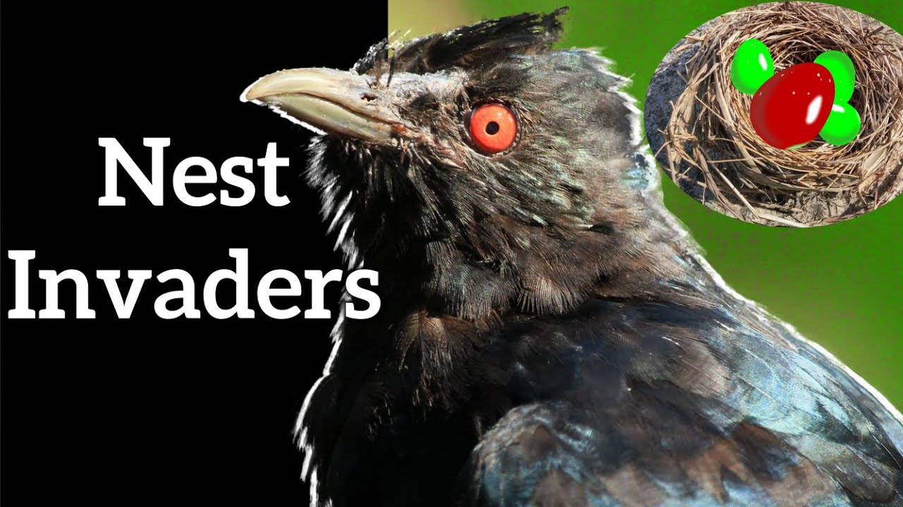 Brood Parasitism - Tricks and Defenses