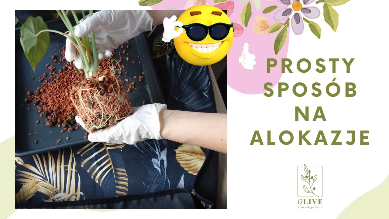 Prosty sposób na alokazje | Seramis | Jak łatwo i przyjemnie uprawiać alokazje | kwitnąca oplątwa