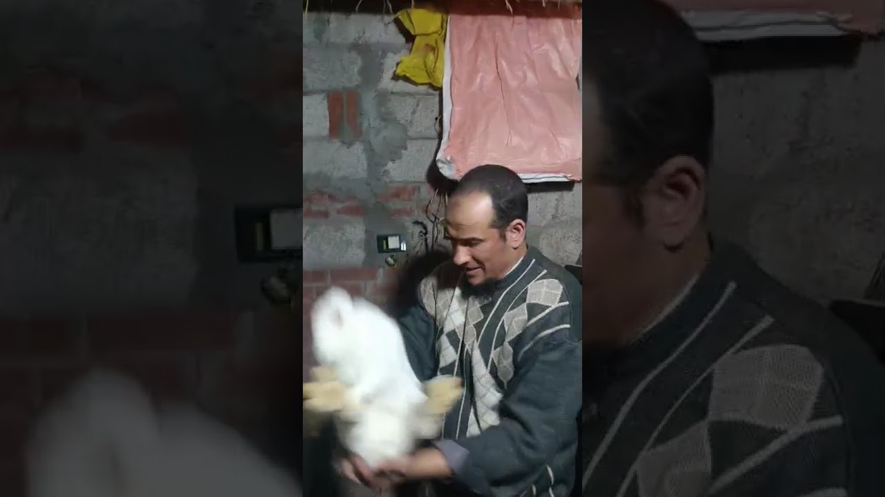 سلالات ارانب الشيخ جمعه ابيس الثوره اسمع
