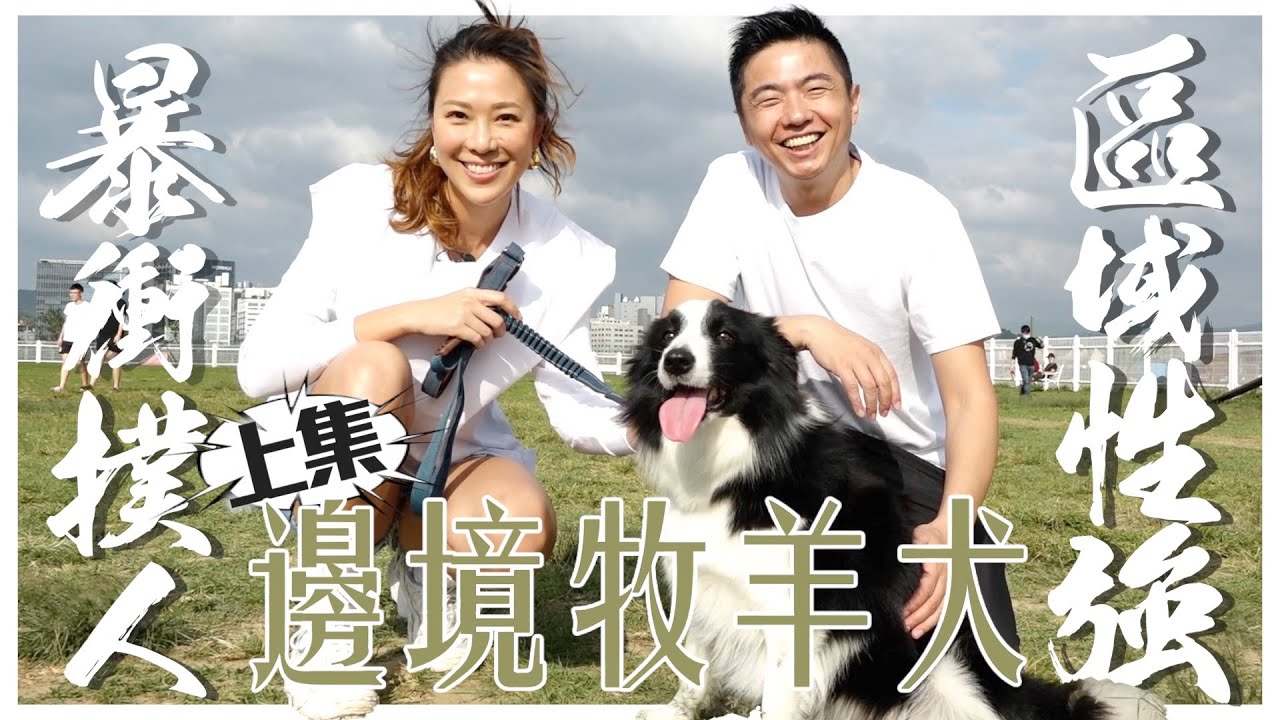 暴衝撲人見到保全大哥卻翻肚漏尿，亂吃路邊食物該怎麼辦？#邊境牧羊犬 天生就是工作狂！ft.林又立【上集】｜熊爸估狗