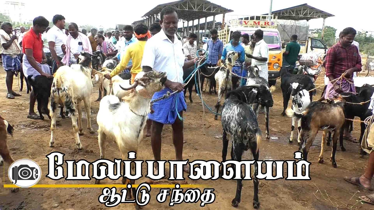 10.2.2026 | Melapalayam attu santhai | மேலப்பாளையம் ஆட்டு சந்தை