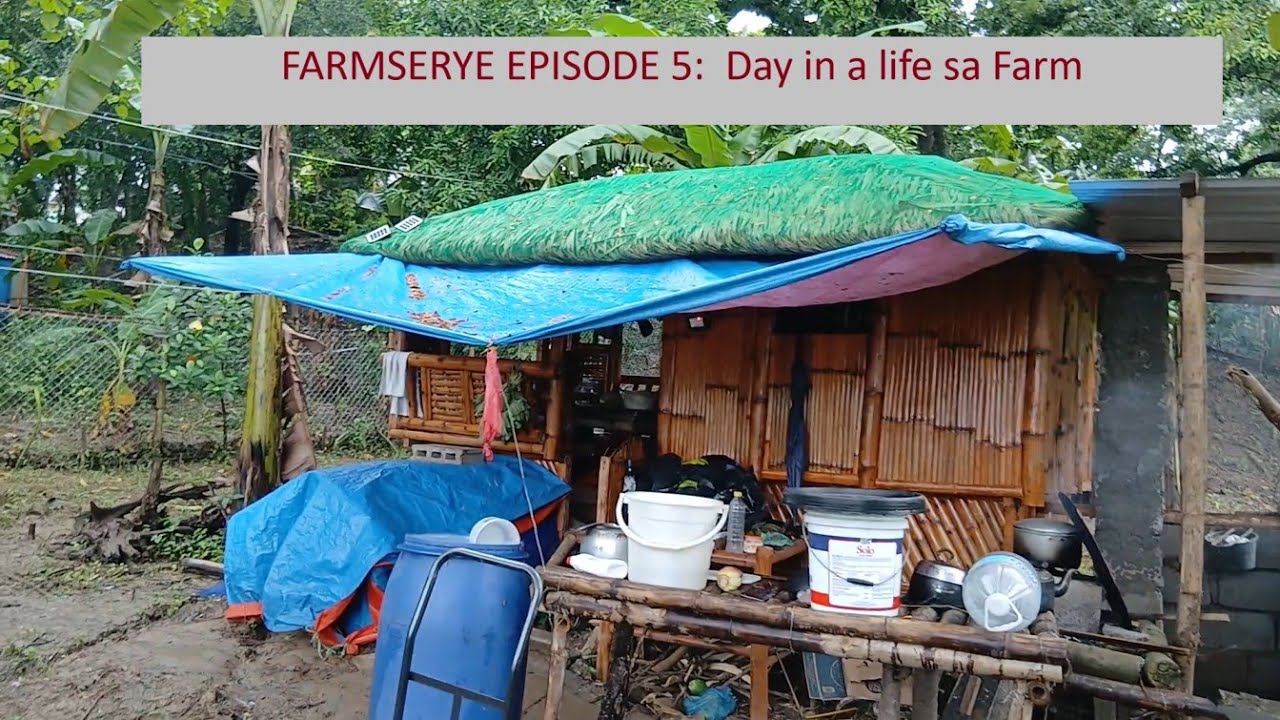 Farmserye Episode 5: Day in a life sa Farm + Update sa kubo at Paggawa  ng CR