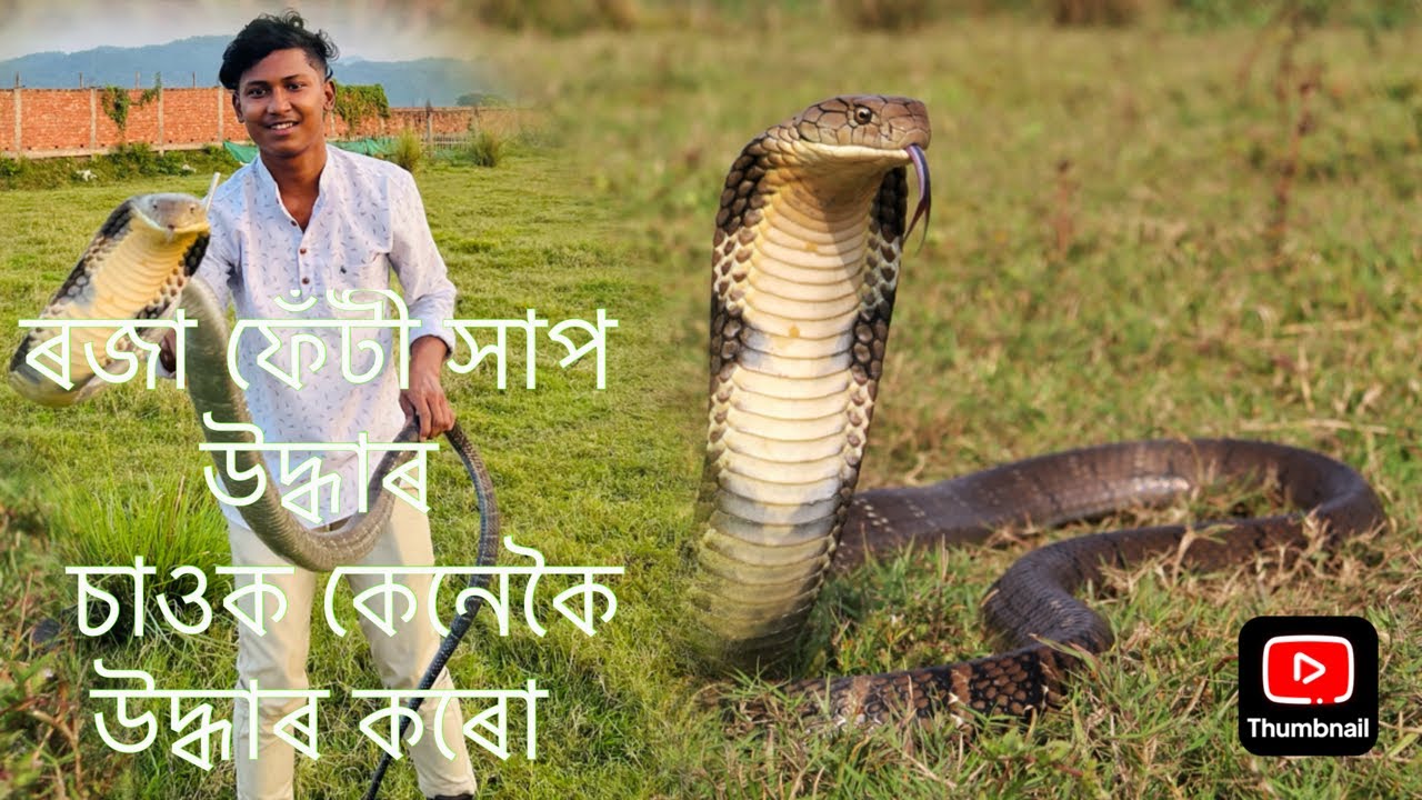 King Cobra ৰজা ফেঁটী সাপ উদ্ধাৰ   চাওক কেনেকৈ উদ্ধাৰ কৰো#youtube #video #assam #venom