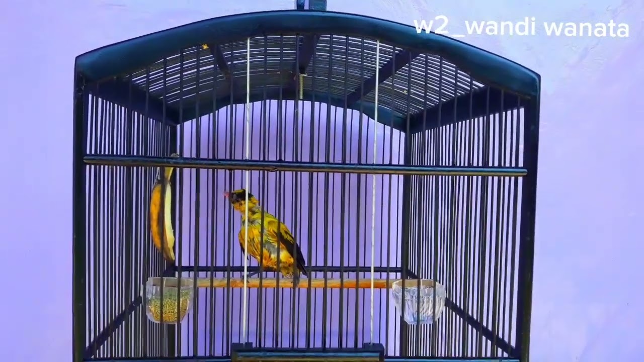 Cara merawat burung kepodang koleksi saya dengan baik.