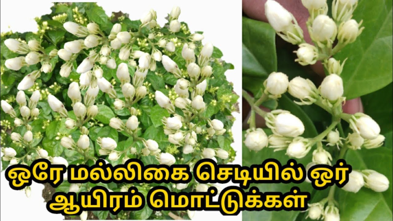 ஒரே செடியில் 5 கிலோ மல்லிகை பூ வரை பறிக்கலாம்