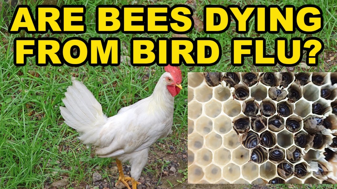Beekeeping | Are Honey Bees Dying From Bird Flu?