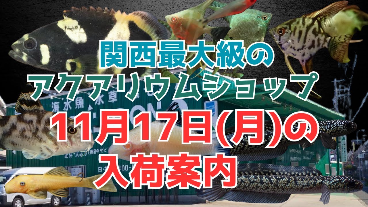 タマカイ、コリドラスゼブリーナ、金天目、吉兆コウタイ、エンゼルフィッシュ大量！！11月17日（月）撮影の入荷案内です。