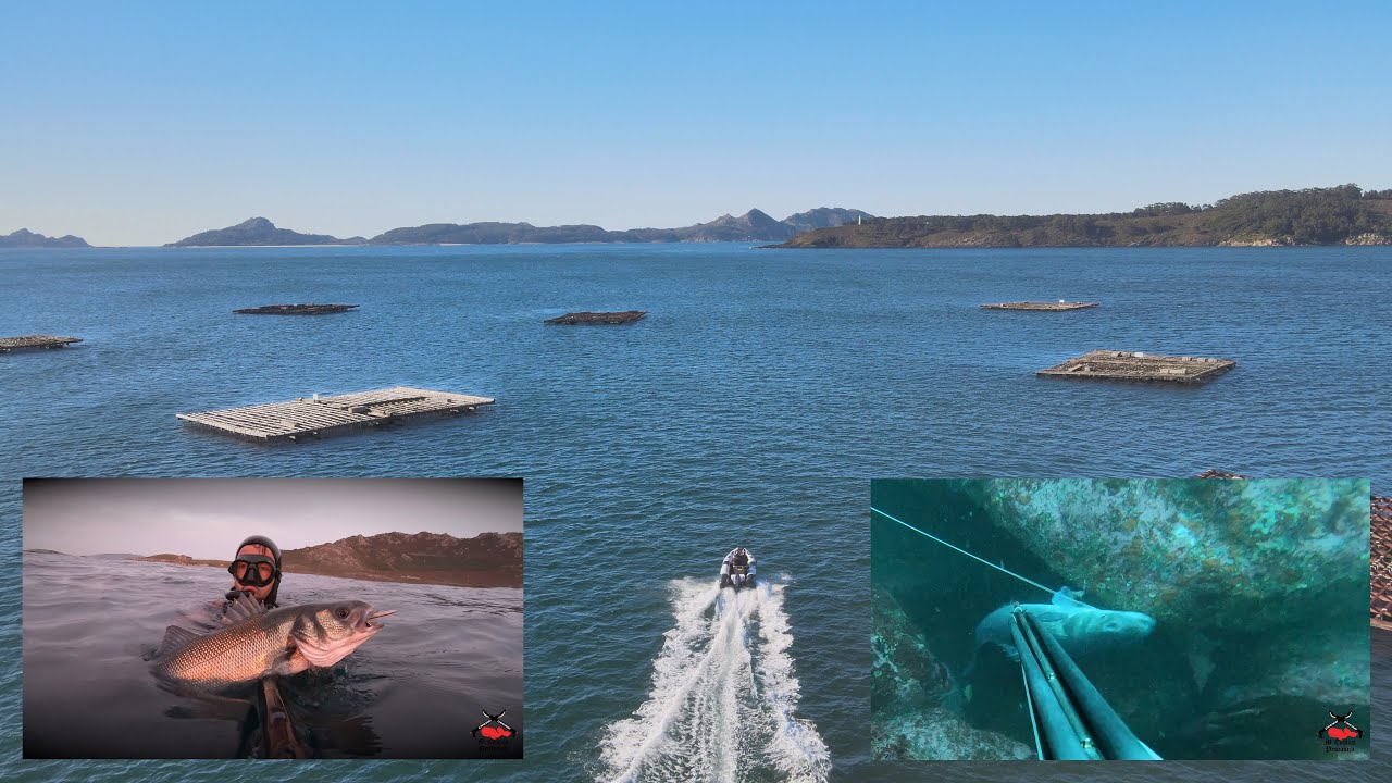 Pesca Submarina. Rías Baixas 2020 [ROBALETES, PINTOS Y DEMÁS]