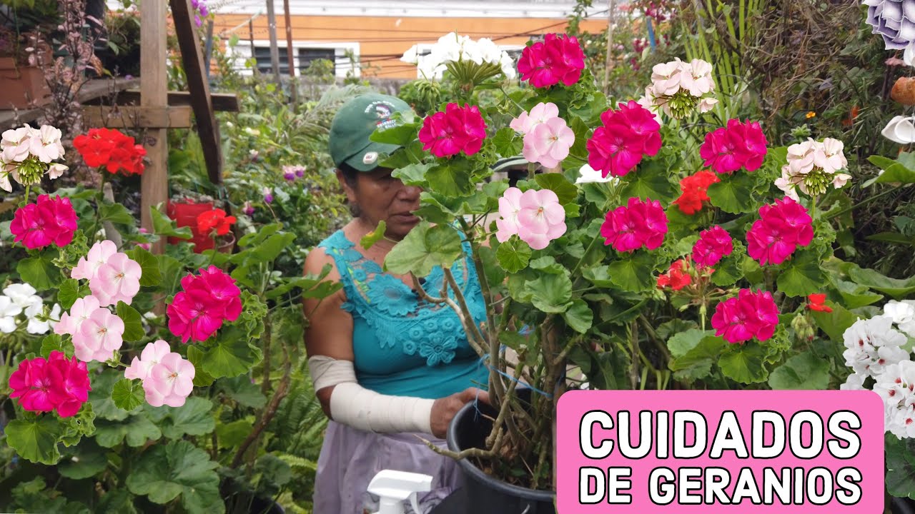 CUIDADOS DE GERANIOS / Cómo podar y reproducir GERANIOS/NOVIOS/MALVONES el secreto para hacerlo bien