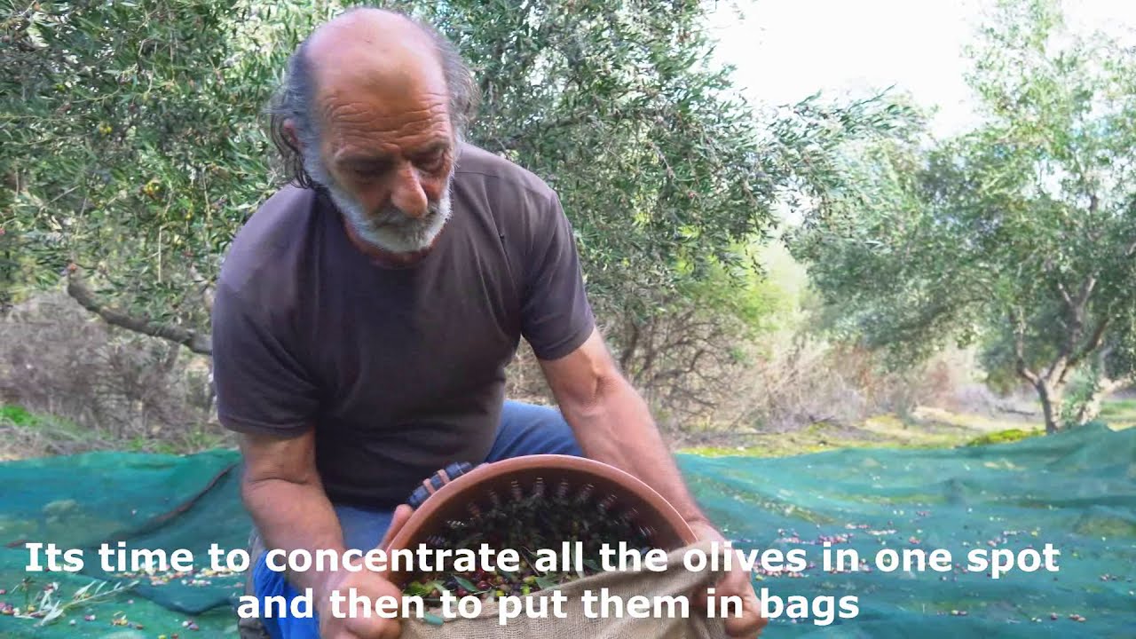 Producing extra virgin Greek olive oil in Zaros Heraklion Crete