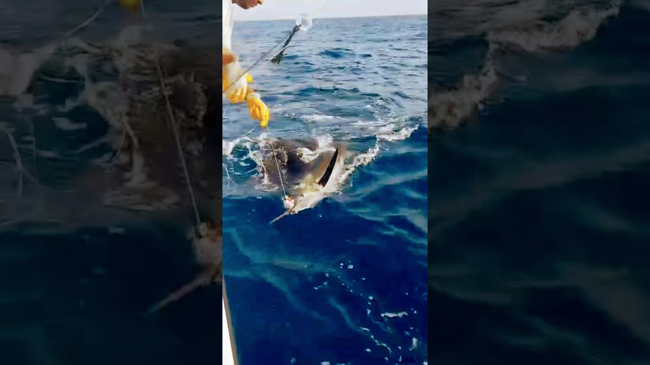 Sailfish catch & release Watamu,Kenya 🎣 