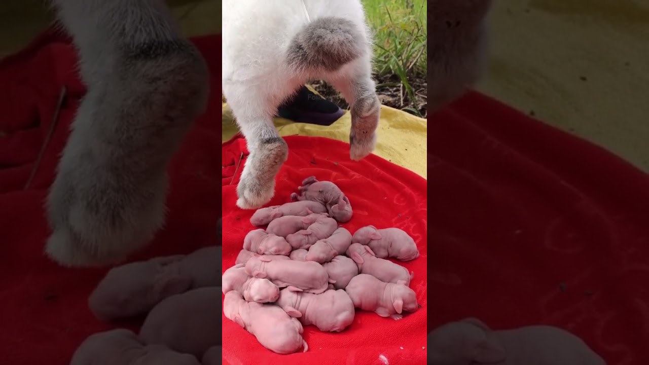 How rabbits give birth | Cute baby rabbits #57
