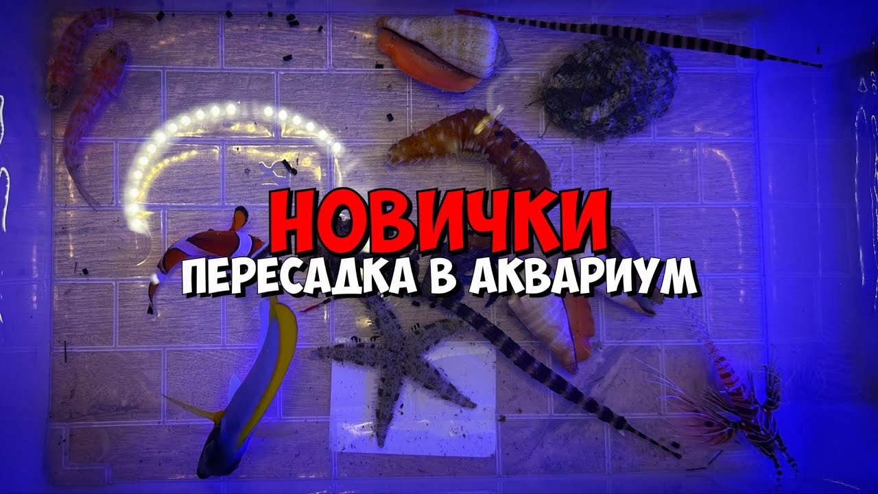 Новые морские 🦀 гидробионты 🐡 | Перевод и пересадка в аквариум 🌊