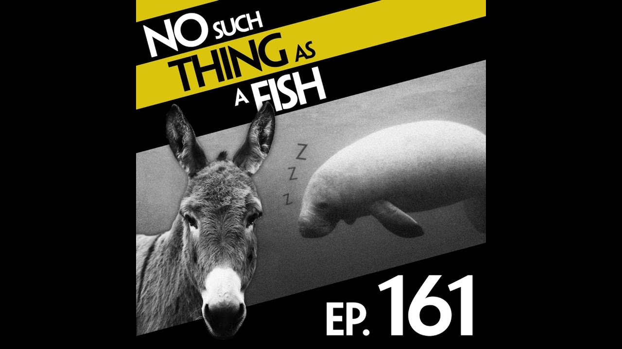 161: No Such Thing As A Magic Donkey