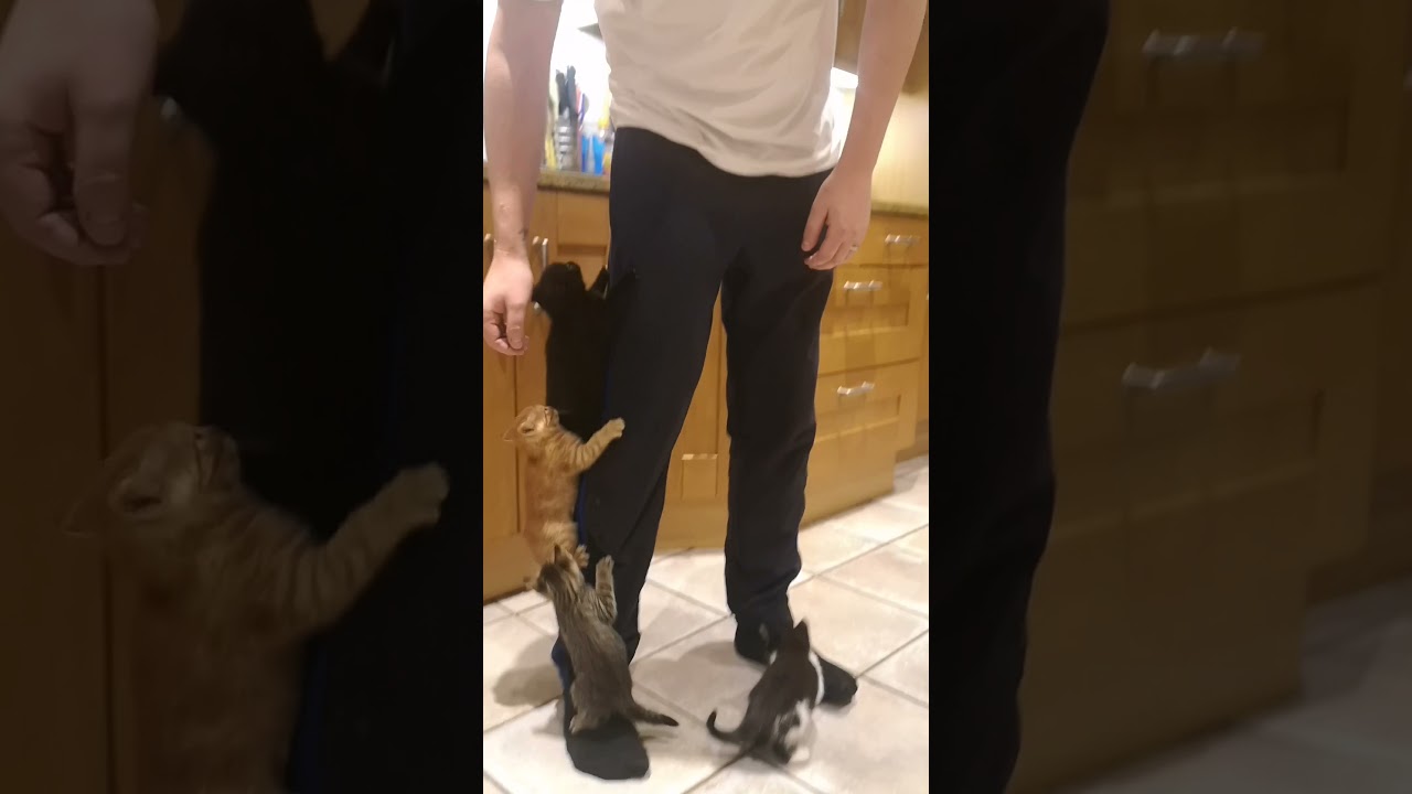 Baby kittens won't stop climbing guys leg when he's doing dishes.