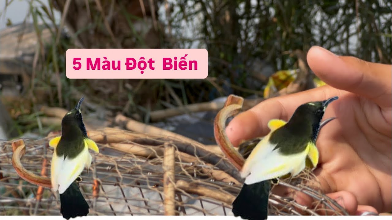 Bẫy Chim Hút Mật kèo Căng Quá Vip Em Bỗi Cám Cứng