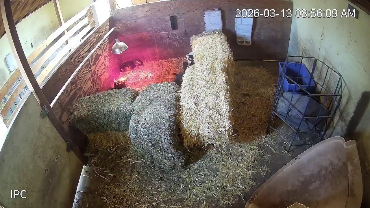 Growing Gardens Goat Dairy Live Stream