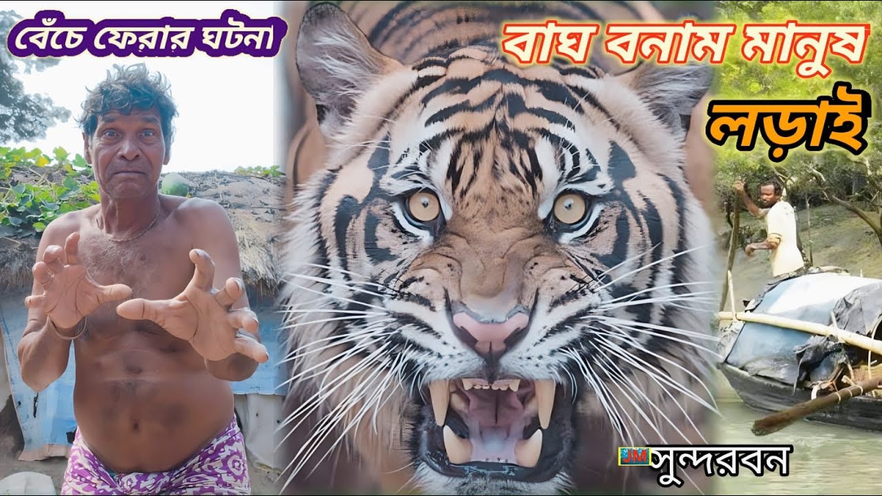 এই জ্বালা সহ্য করা যায় না | যাকে নিয়ে পালায় সে শান্তি পায় | ভয়ংকর লড়াই |Sundarban Tiger Attack