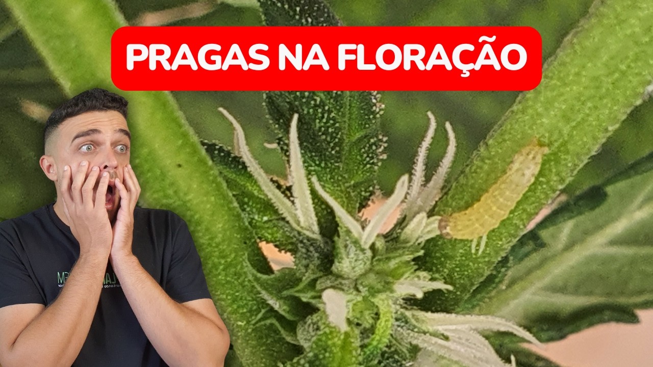 Preven&ccedil;&atilde;o de pragas na fase de flora&ccedil;&atilde;o