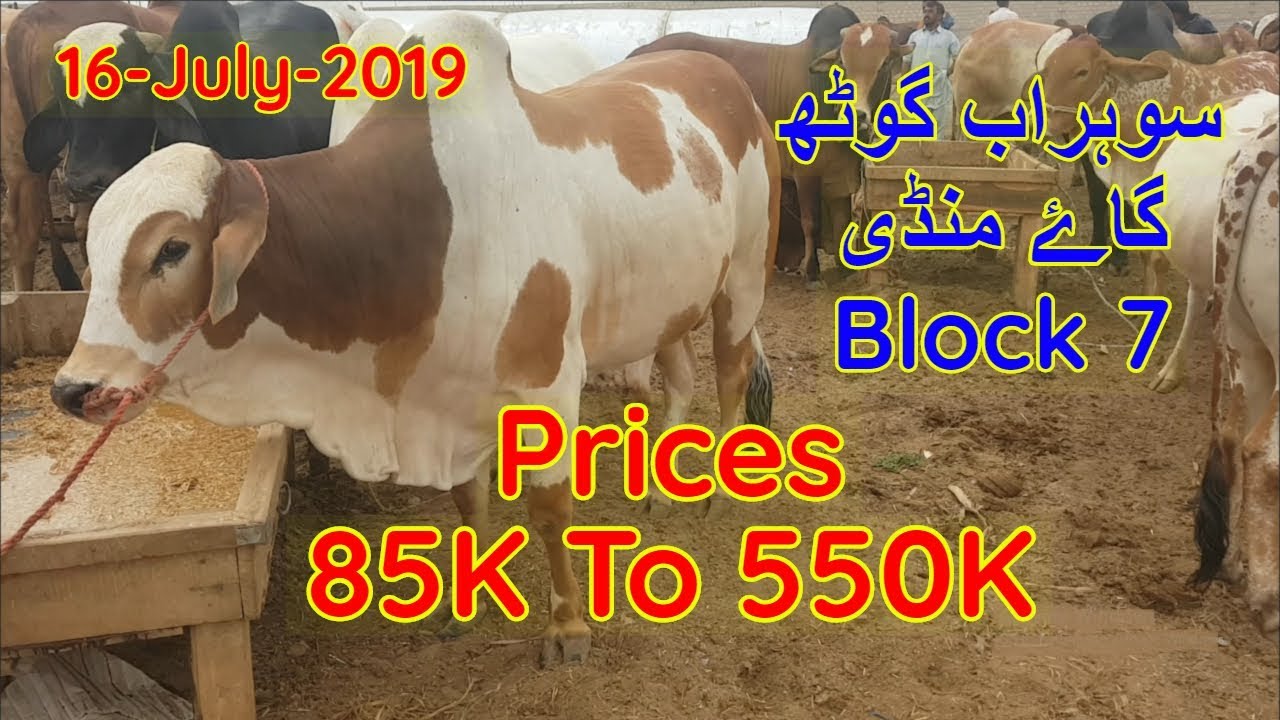 Sohrab Goth Cow Mandi Block 7 Prices Update 16 July 2019