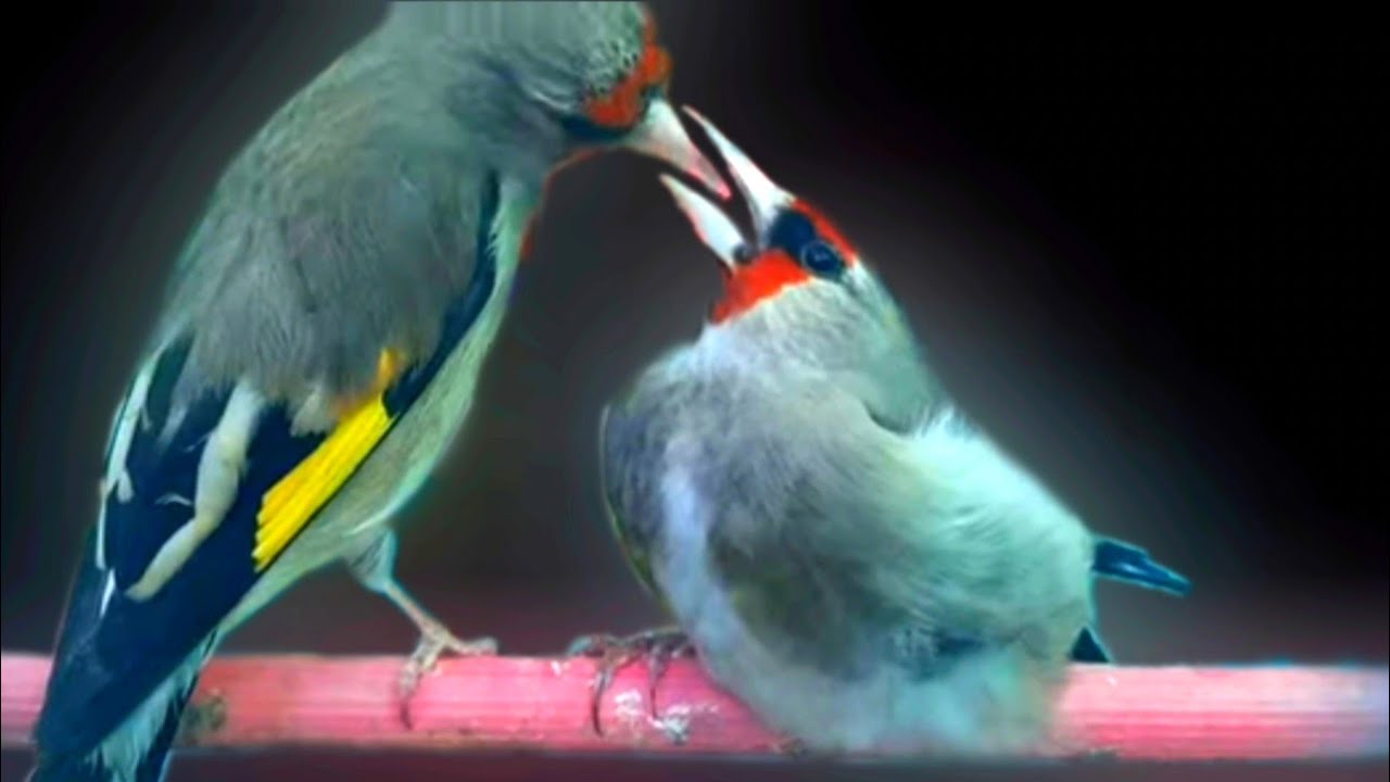 Gold finch pair male with femal 2022 جوره سهره ها جنگی ماده و نر