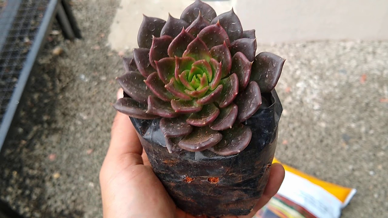 O SUBSTRATO IDEAL PARA SUCULENTAS 🌿