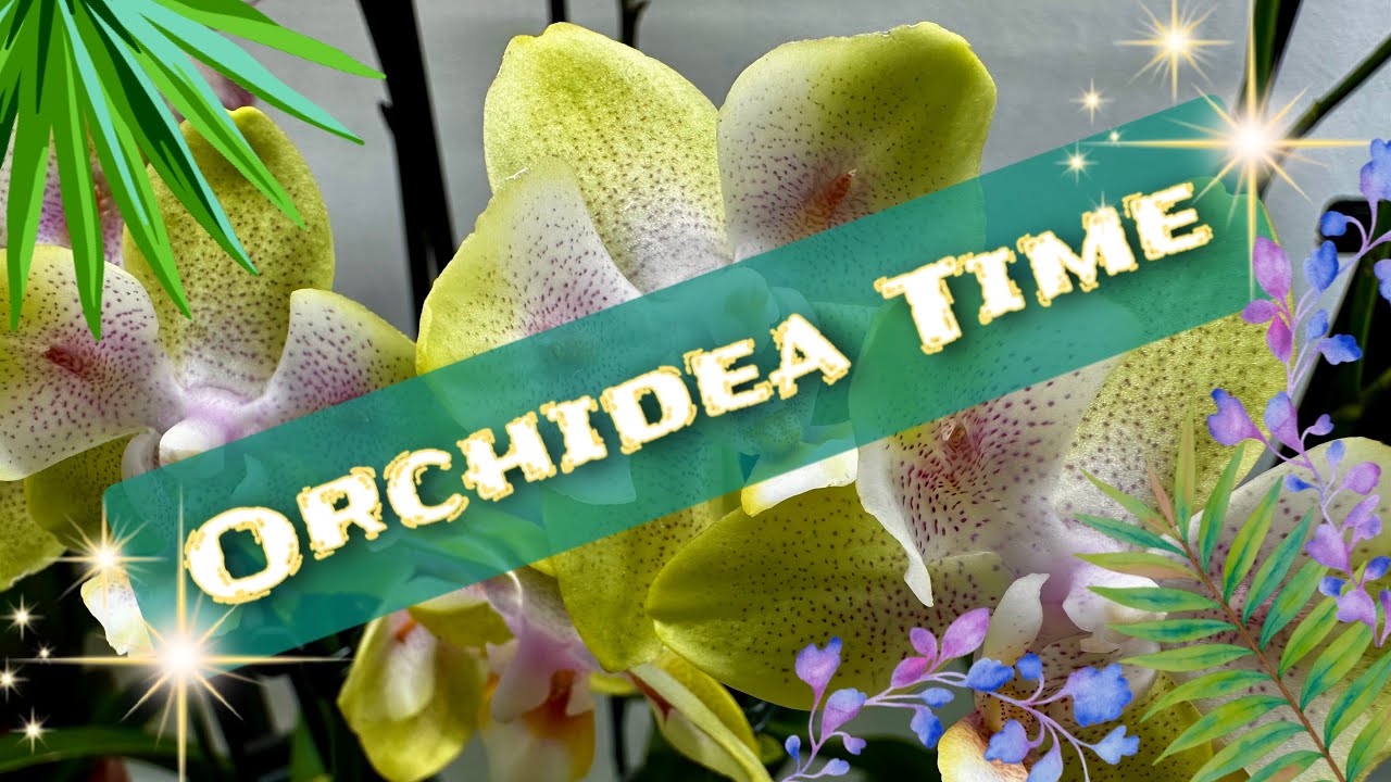 ORCHIDEA TIME ... sama w to nie mogę uwierzyć