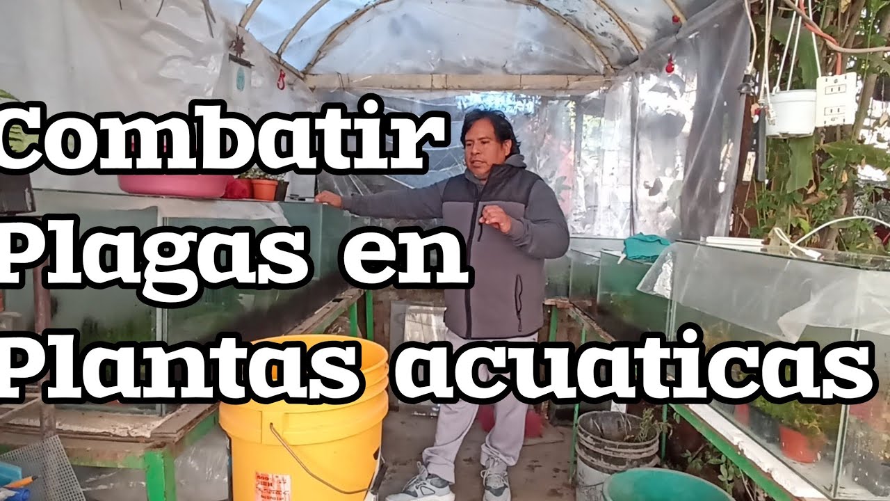 mantenimiento a plantas acuaticas en emergido