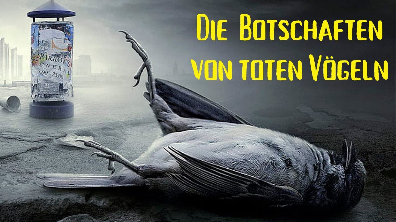Diese geheimen Botschaften erhältst du, wenn du einen toten Vogel siehst!
