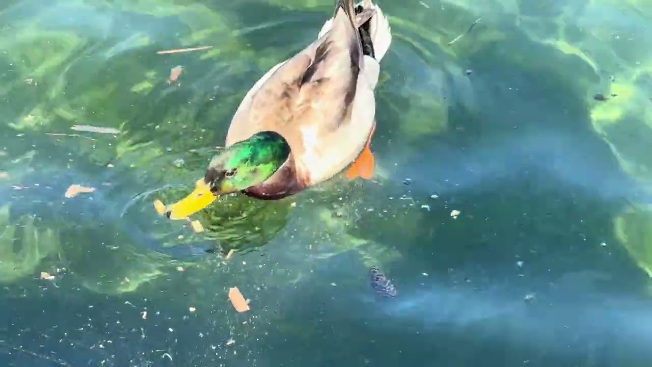 Barrie, Centennial beach walking tour 🇨🇦