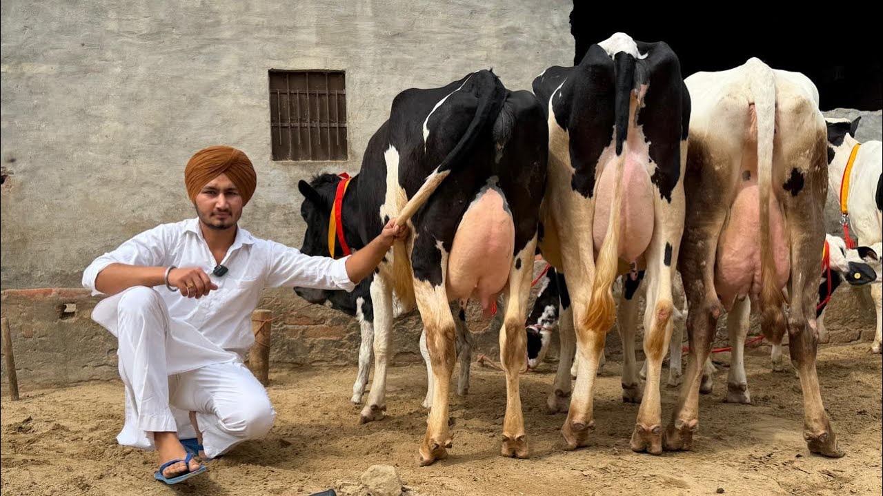 ਤਿੰਨ ਤਾਜ਼ੀਆਂ ਸੂਈਆਂ ਗਾਵਾਂ 👌🏻🔥ਤੇ ਦੋ ਗੱਬਣ ਗਾਵਾਂ 👌🏻🔥ਘੱਟ ਰੇਟ 😱🔥Bawa dairy farm 