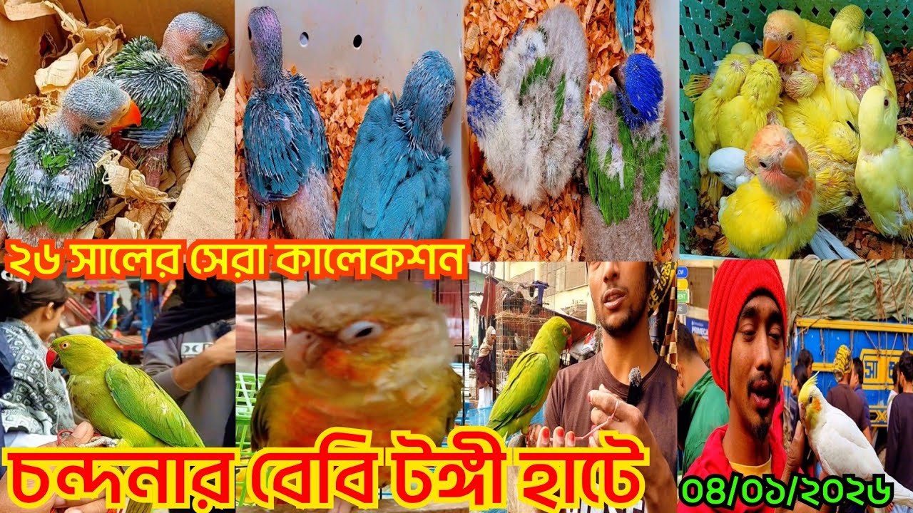 ২৬ সালের সেরা কালেকশন চন্দনার বেবি টঙ্গী হাটে ২০২৬ || parrot price in Bangladesh 2026 || Tongi hat