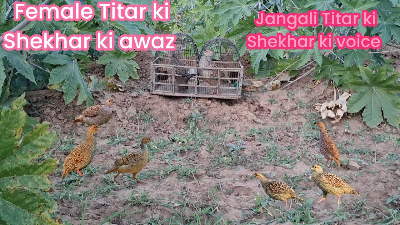 Female Titar ki Shekhar ki awaz Jangali Titar ki Shekhar ki voice 