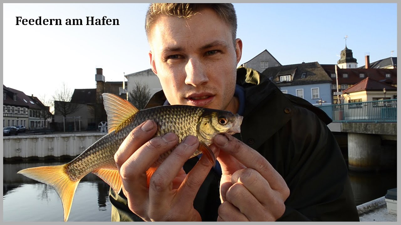 Feedern am Hafen [März 2016] // Ueckermünde