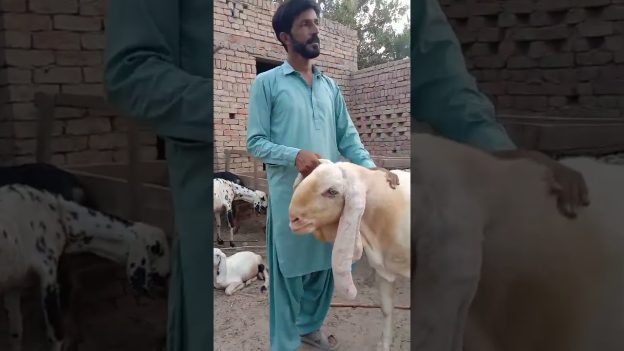 afzal wapari #trending #goat #farmanimals #livestock #love #animals #viralvideo #subscribe #viral