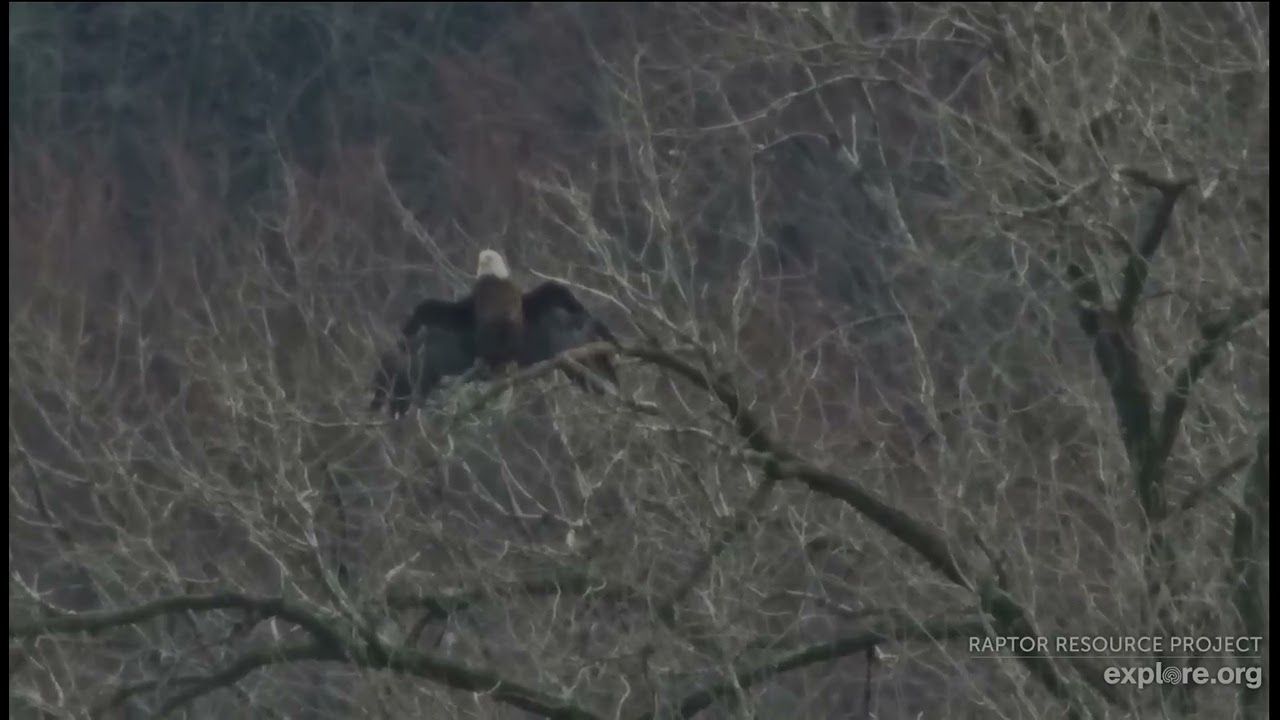 Trempealeau Eagles 3-6-26 Heraldic pose