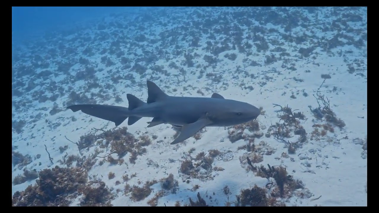 Sharks and Rays in Cozumel