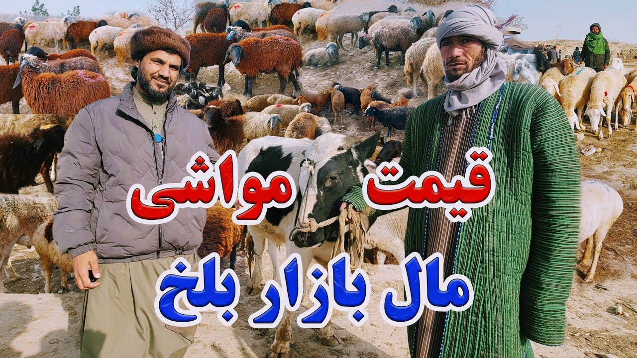 گزارش کاج از قیمت های مواشی در مال بازار ولسوالی بلخ|قیمت شتر,گاو,گوسفند,بز و گوساله؟