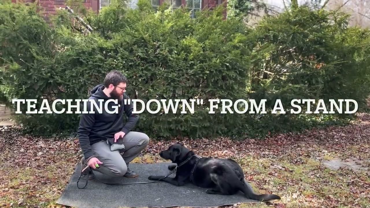 Teaching Your Dog To Go Down From A Stand (Sphinx Down) | Ready, Set...Train!