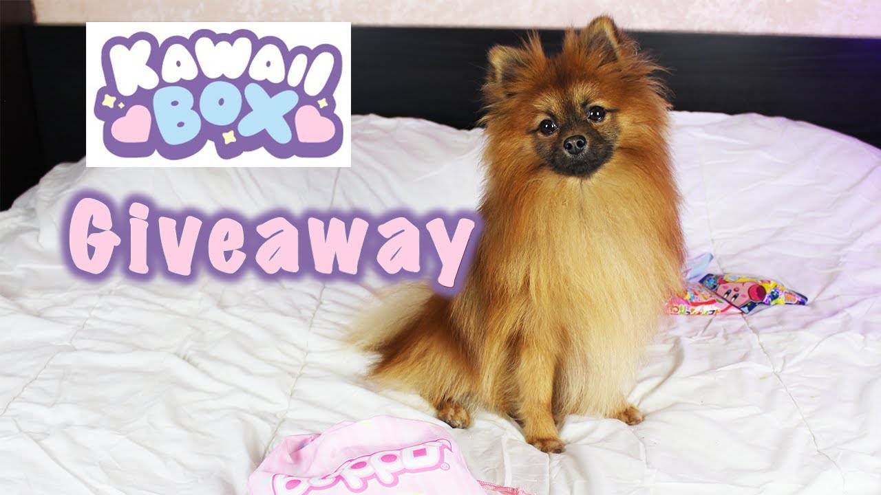 WIN FREE Blippo Surprise || GIVEAWAY