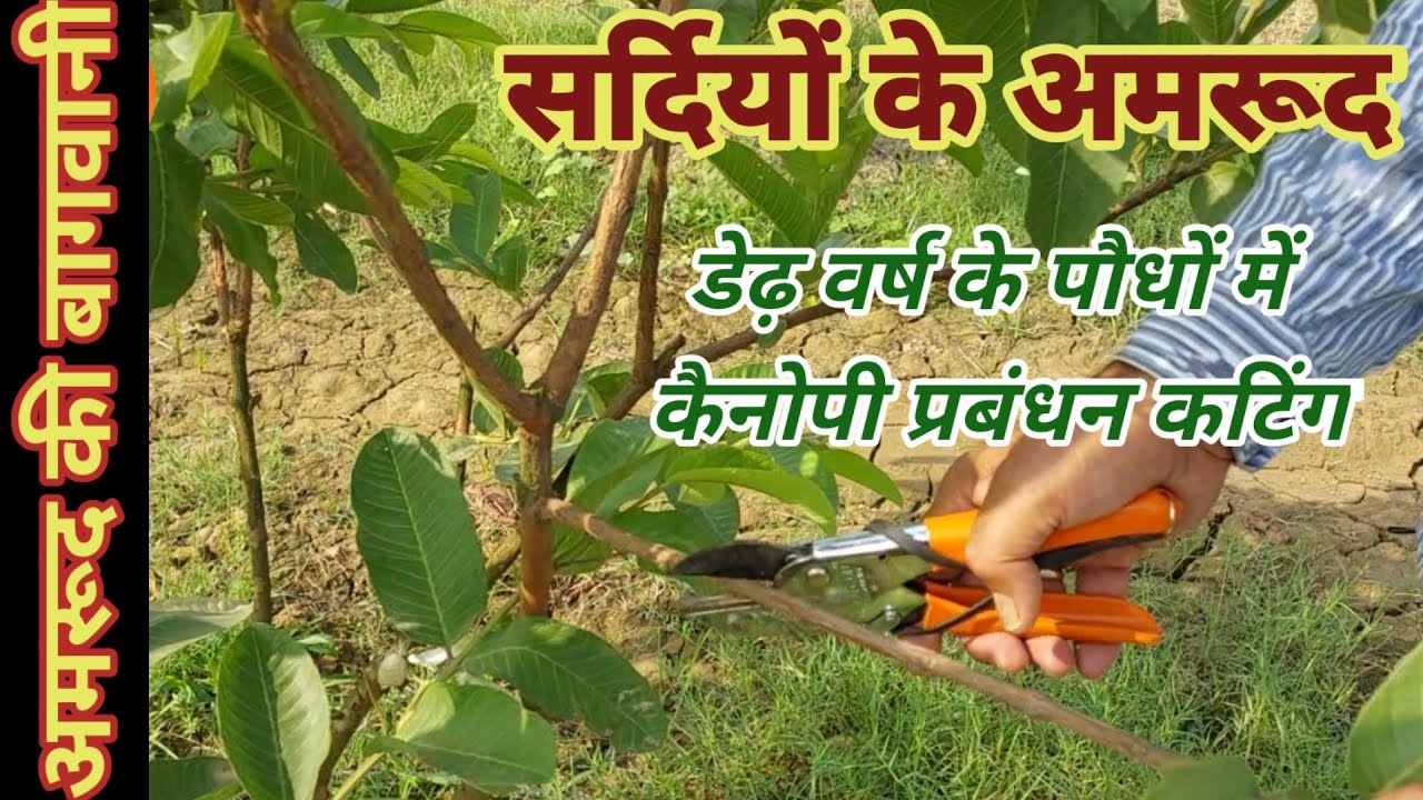 318. दो वर्ष से छोटे पौधों में सर्दियों की फसल और कैनोपी की कटिंग।