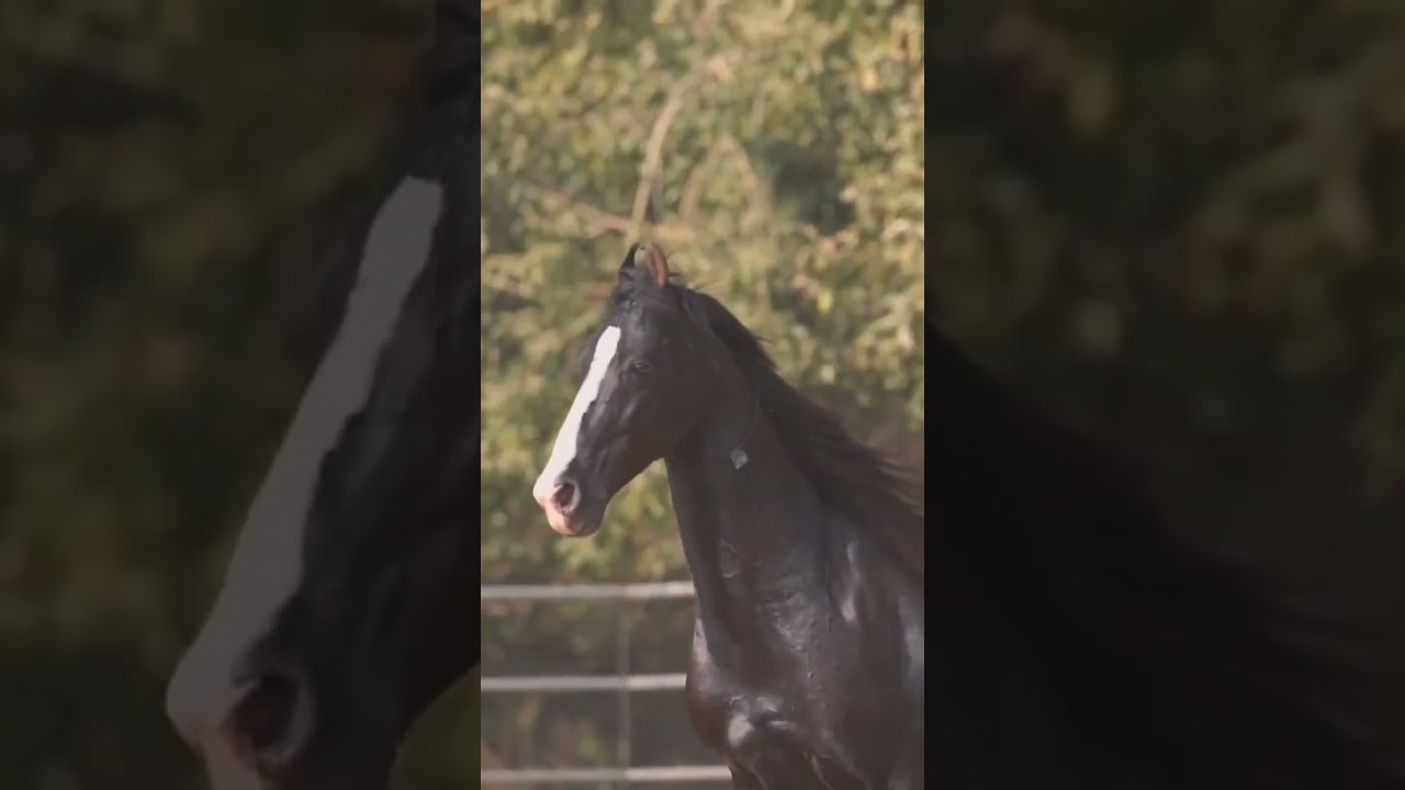 #horse
