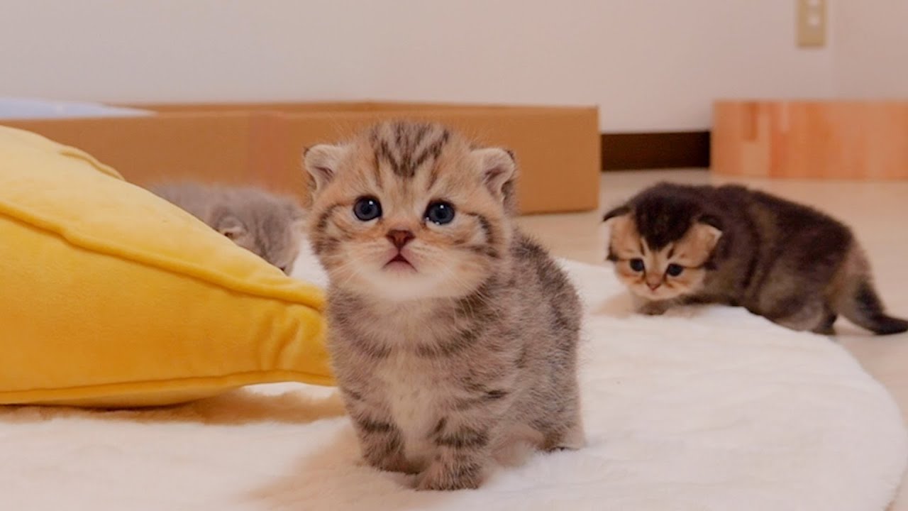 Kitten's night adventure has finally begun.